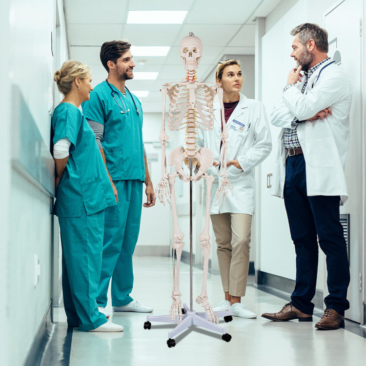 Medical School Human Anatomy Class Life-size Skeleton Model with Removable and Movable Parts