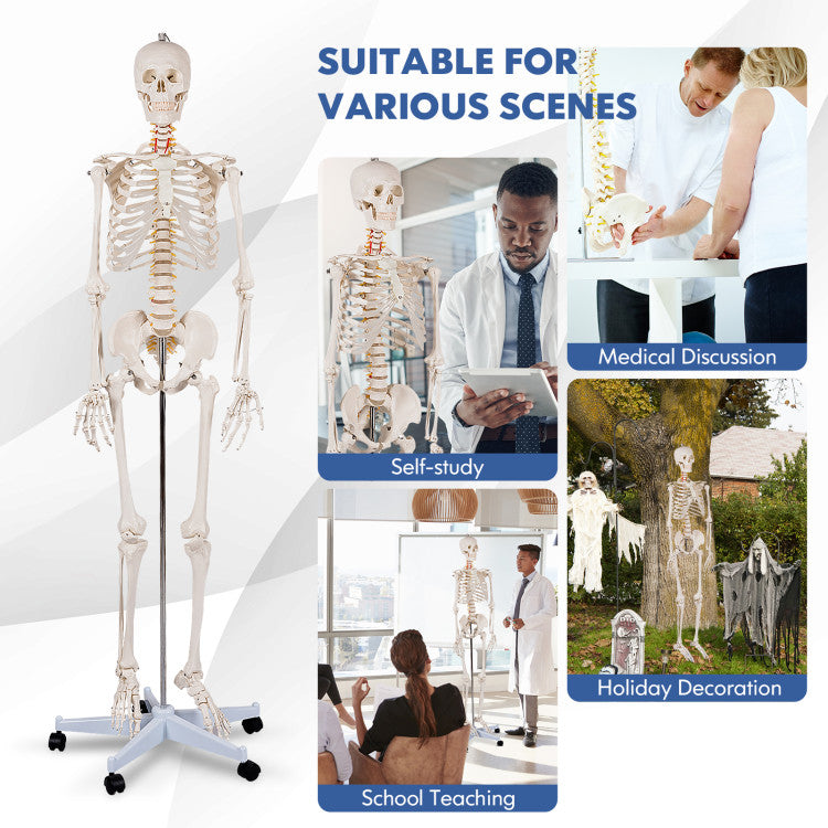 Medical School Human Anatomy Class Life-size Skeleton Model with Removable and Movable Parts