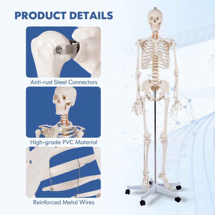 Medical School Human Anatomy Class Life-size Skeleton Model with Removable and Movable Parts