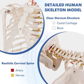 Medical School Human Anatomy Class Life-size Skeleton Model with Removable and Movable Parts