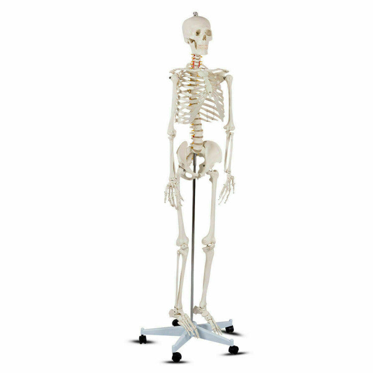 Medical School Human Anatomy Class Life-size Skeleton Model with Removable and Movable Parts