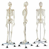 Medical School Human Anatomy Class Life-size Skeleton Model with Removable and Movable Parts