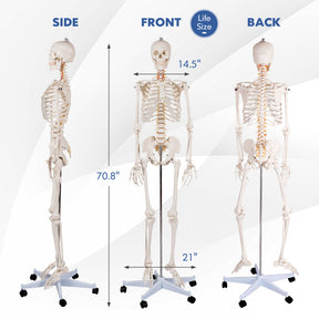 Medical School Human Anatomy Class Life-size Skeleton Model with Removable and Movable Parts