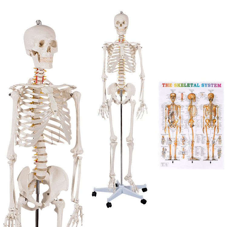 Medical School Human Anatomy Class Life-size Skeleton Model with Removable and Movable Parts