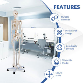 Medical School Human Anatomy Class Life-size Skeleton Model with Removable and Movable Parts