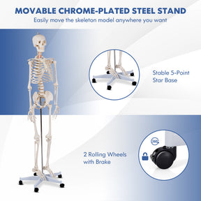 Medical School Human Anatomy Class Life-size Skeleton Model with Removable and Movable Parts