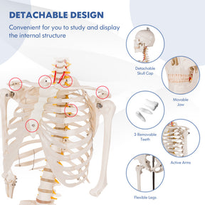 Medical School Human Anatomy Class Life-size Skeleton Model with Removable and Movable Parts